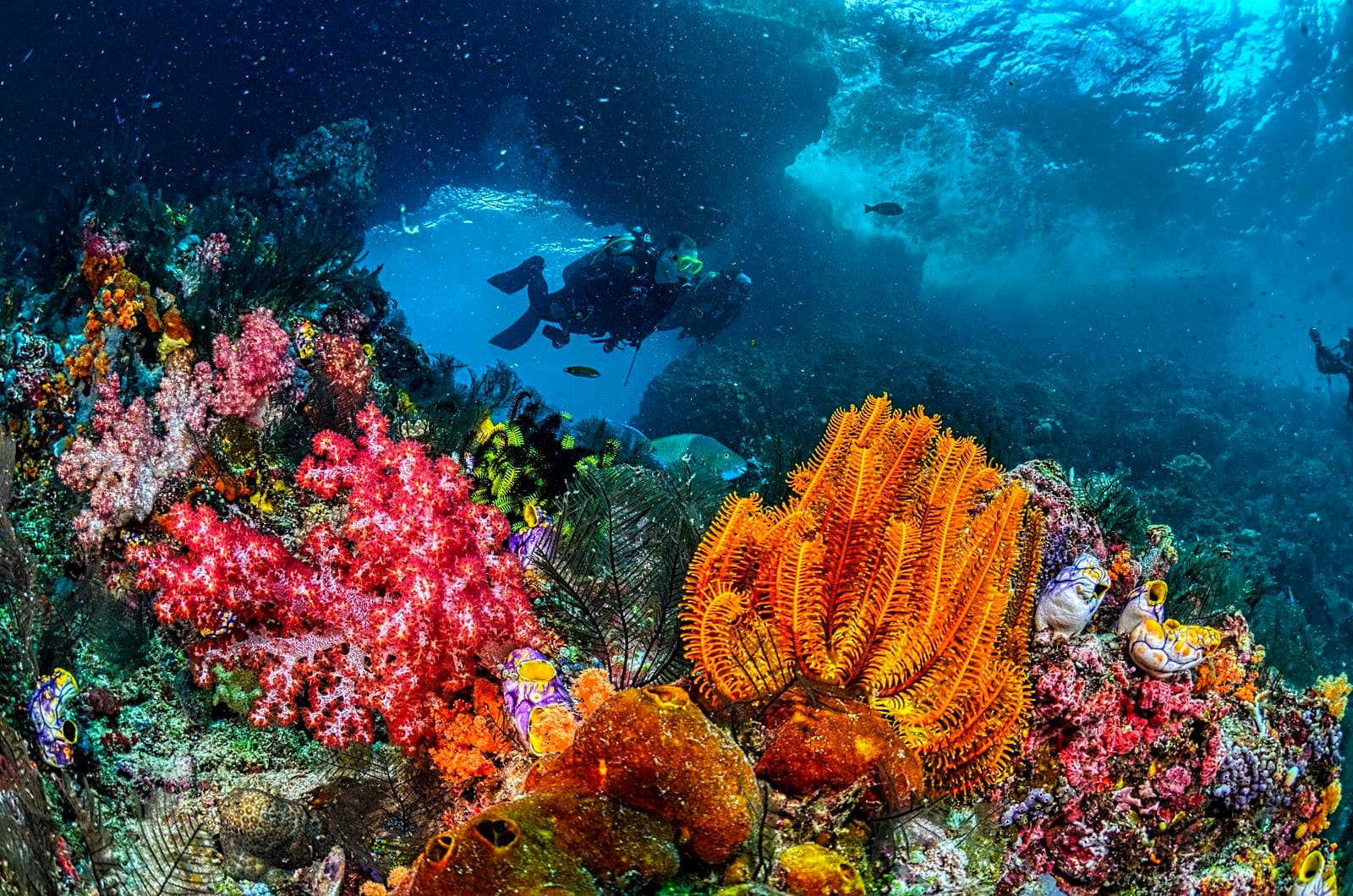 Divers over a coral reef in Indonesia